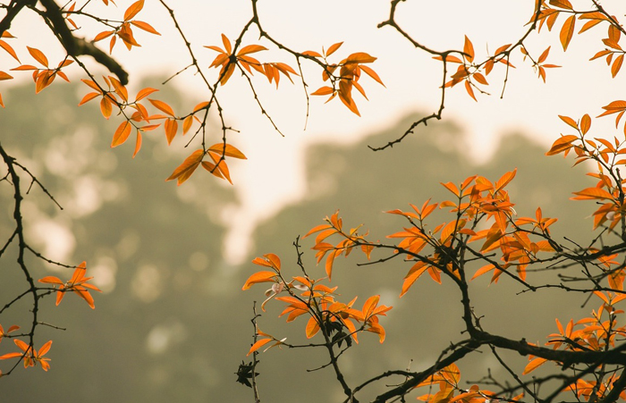 【Laiwo Medical ：Knowledge Sharing】A tear reveals autumn. Today marks the beginning of autumn, is your nose okay?