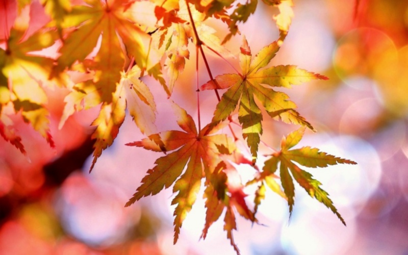 【Laiwo Medical: Knowledge Sharing】The end of summer is coming, are you okay with rhinitis?