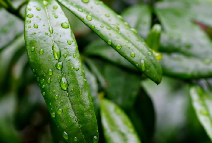 【萊沃醫(yī)療：知識(shí)分享】抓住雨水時(shí)節(jié)，養(yǎng)出春日好身體