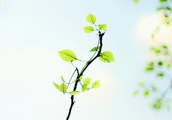 【萊沃醫(yī)療：知識(shí)分享】植樹(shù)節(jié)：“植”此青綠，擁抱春天，鼻炎黨速看，不踩雷！